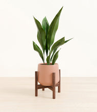 Load image into Gallery viewer, Calm Rose stand:walnut