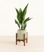 Load image into Gallery viewer, Turquoise stand:walnut