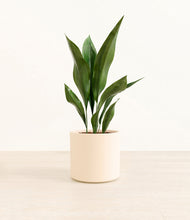 Load image into Gallery viewer, Cream*****Profile