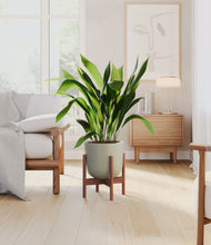 Load image into Gallery viewer, Sage Green stand:walnut