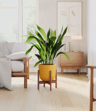 Load image into Gallery viewer, Sunset Orange stand:walnut