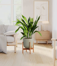 Load image into Gallery viewer, Sage Green stand:bamboo