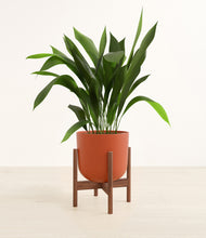 Load image into Gallery viewer, Earth Red stand:walnut