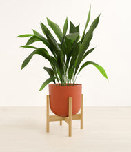 Load image into Gallery viewer, Earth Red stand:bamboo