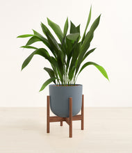 Load image into Gallery viewer, Iron Gray stand:walnut