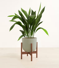 Load image into Gallery viewer, Sage Green stand:walnut