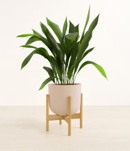 Load image into Gallery viewer, Sandy Pink stand:bamboo