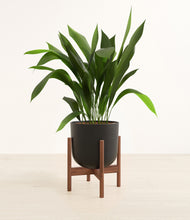 Load image into Gallery viewer, Stone Black stand:walnut