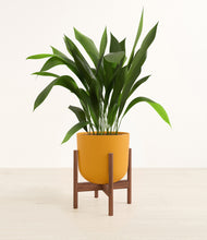 Load image into Gallery viewer, Sunset Orange stand:walnut