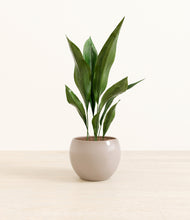 Load image into Gallery viewer, Desert Brown*****Profile