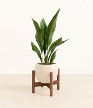 Load image into Gallery viewer, Shiny EggWhite stand:walnut