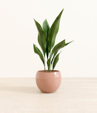 Load image into Gallery viewer, Calm Rose*****Profile