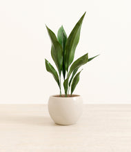 Load image into Gallery viewer, Shiny EggWhite*****Profile