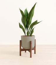 Load image into Gallery viewer, Sage Green stand:walnut
