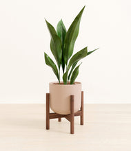 Load image into Gallery viewer, Sandy Pink stand:walnut