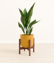 Load image into Gallery viewer, Sunset Orange stand:walnut