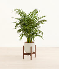 Load image into Gallery viewer, Natural Bamboo stand:walnut