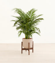 Load image into Gallery viewer, Sandy Pink stand:walnut