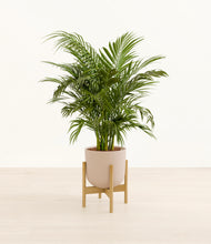 Load image into Gallery viewer, Sandy Pink stand:bamboo
