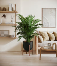 Load image into Gallery viewer, Stone Black stand:walnut