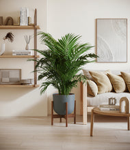 Load image into Gallery viewer, Iron Gray stand:walnut