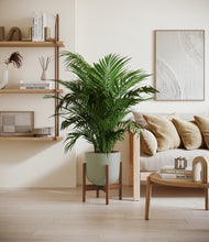 Load image into Gallery viewer, Sage Green stand:walnut
