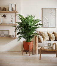 Load image into Gallery viewer, Earth Red stand:walnut