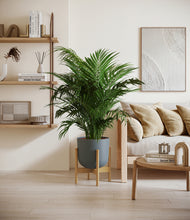 Load image into Gallery viewer, Iron Gray stand:bamboo