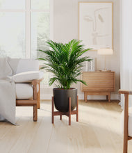 Load image into Gallery viewer, Stone Black stand:walnut