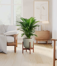 Load image into Gallery viewer, Sage Green stand:walnut