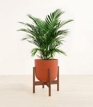 Load image into Gallery viewer, Earth Red stand:walnut