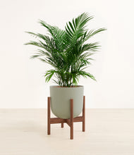 Load image into Gallery viewer, Sage Green stand:walnut
