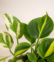 Load image into Gallery viewer, ALL