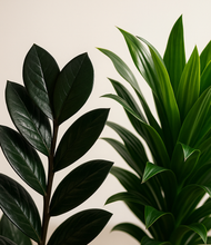 Load image into Gallery viewer, ALL