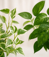 Load image into Gallery viewer, ALL