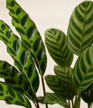 Load image into Gallery viewer, ALL