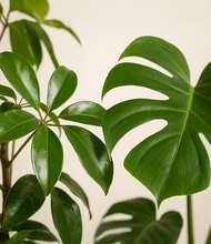 Load image into Gallery viewer, ALL