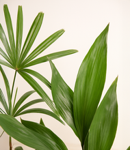 Load image into Gallery viewer, ALL