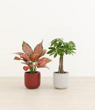 Load image into Gallery viewer, Candy Cane*****Profile