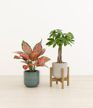 Load image into Gallery viewer, Frosted Pine stand:one_stand