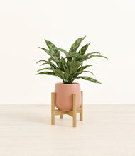 Load image into Gallery viewer, Calm Rose stand:bamboo