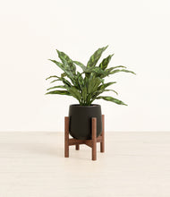 Load image into Gallery viewer, Black stand:walnut