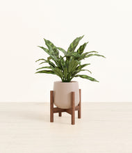 Load image into Gallery viewer, Eternal Gray stand:walnut