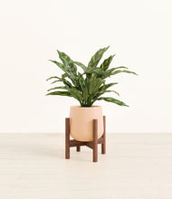 Load image into Gallery viewer, Gentle Pink stand:walnut