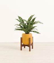 Load image into Gallery viewer, Mustard stand:walnut