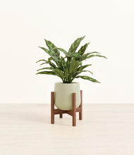 Load image into Gallery viewer, Turquoise stand:walnut