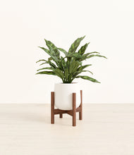 Load image into Gallery viewer, White stand:walnut