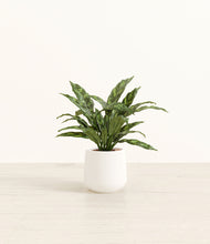 Load image into Gallery viewer, White*****Profile