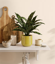 Load image into Gallery viewer, Key Lime Yellow