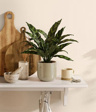 Load image into Gallery viewer, Sage Green